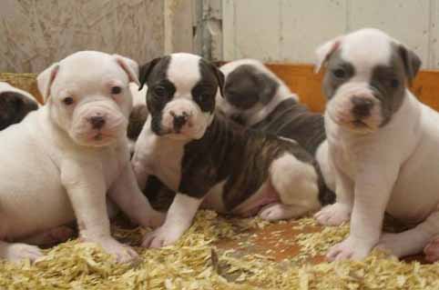 amerikaanse bulldog pup